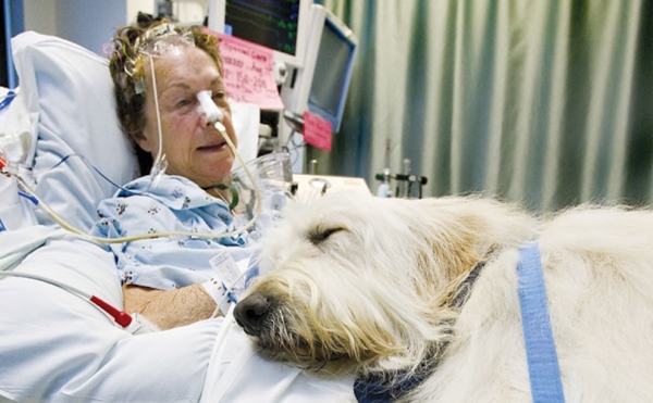 can dogs visit in hospital