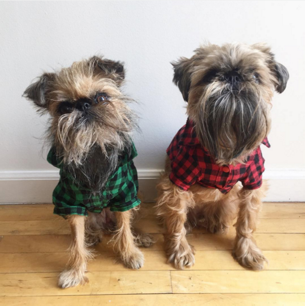 16 Things You Didn T Know About Brussels Griffons Barkpost