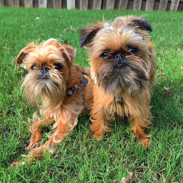 16 Things You Didn T Know About Brussels Griffons Barkpost