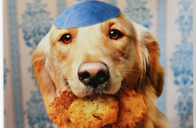 How to Celebrate Hanukkah If You're a Dog BarkPost