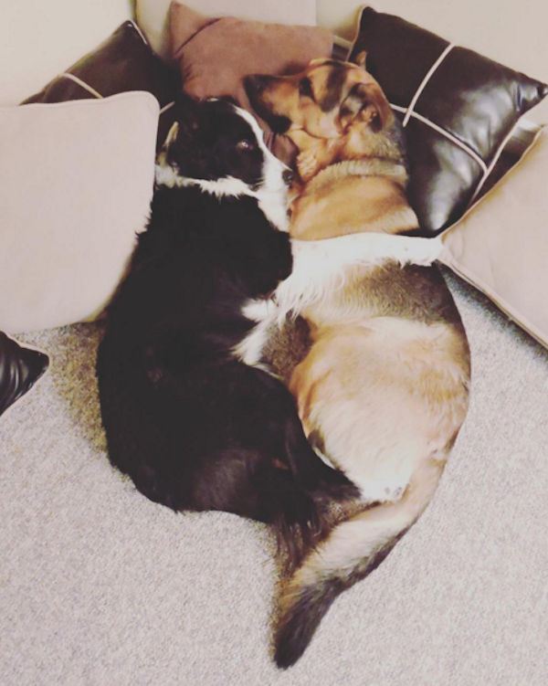 These Dogs Hugging Perfectly Captures Every Long Friendship We've Ever ...