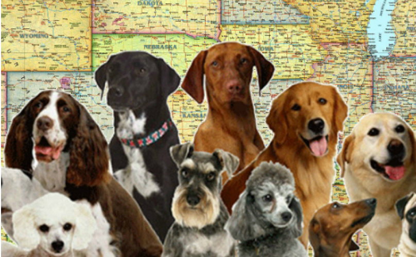 50 States, 50 Dogs: Who Deserves Bragging Rights And Why - BarkPost