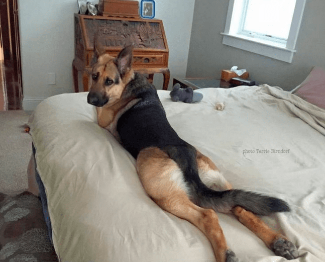 Dog Bed For German Shepherd