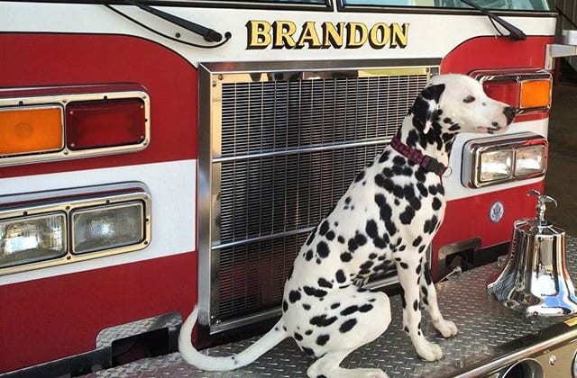 How The Dalmatian Became The World's Favorite Fire Dog