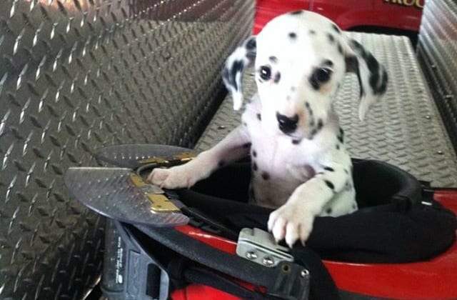 How The Dalmatian Became The World's Favorite Fire Dog