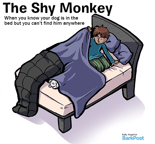 shy_monkey