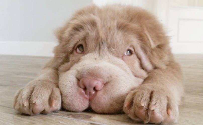 10 Things Only Shar Pei Owners Would Know BarkPost