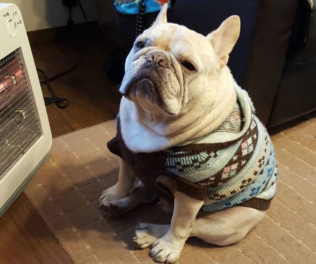 15 Things To Never Say To A French Bulldog BarkPost