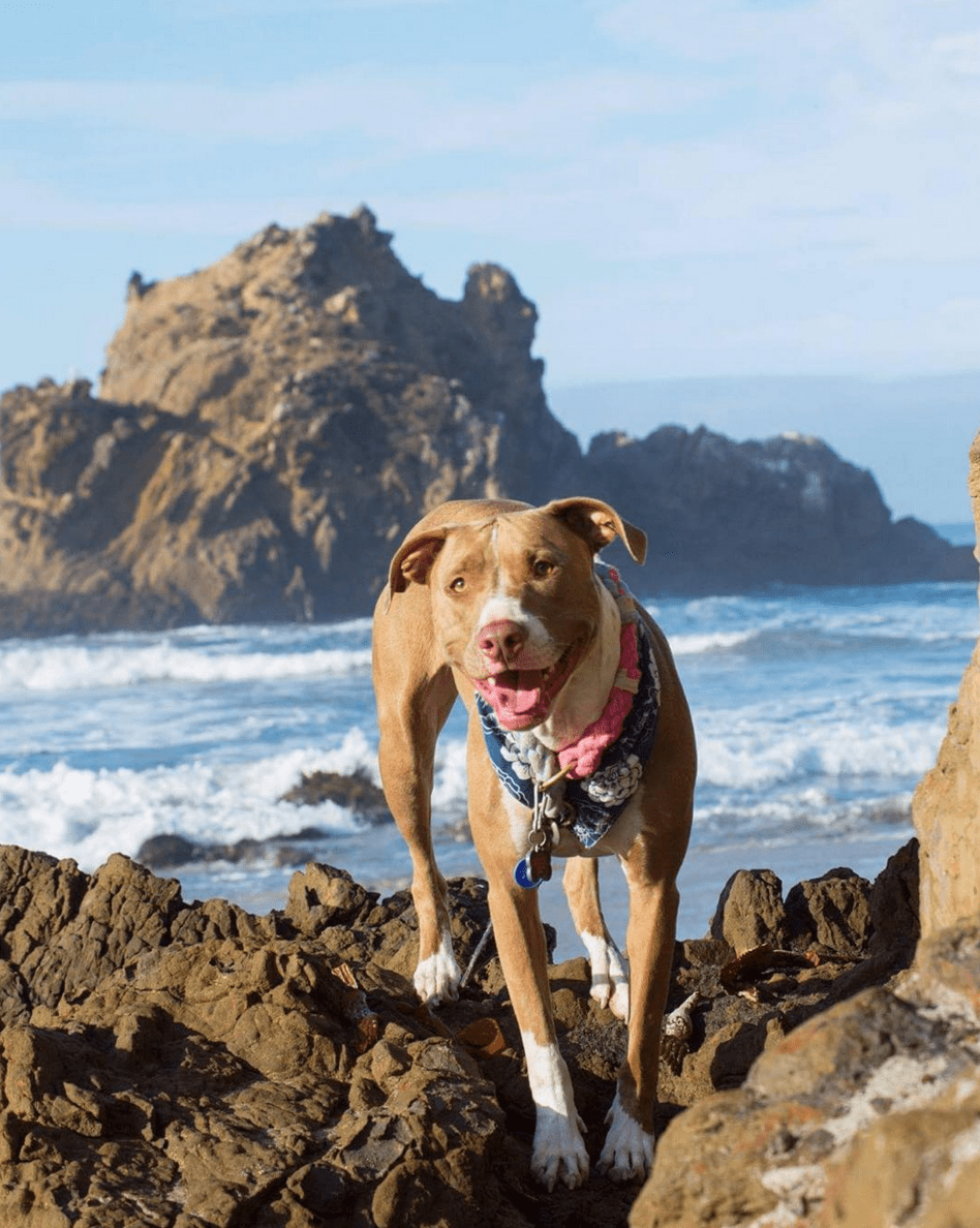 best places to camp with dogs