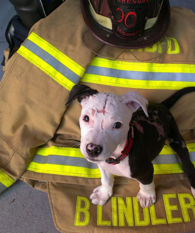 Puppy Saved From Fire Now Set To Be Arson Detection Dog