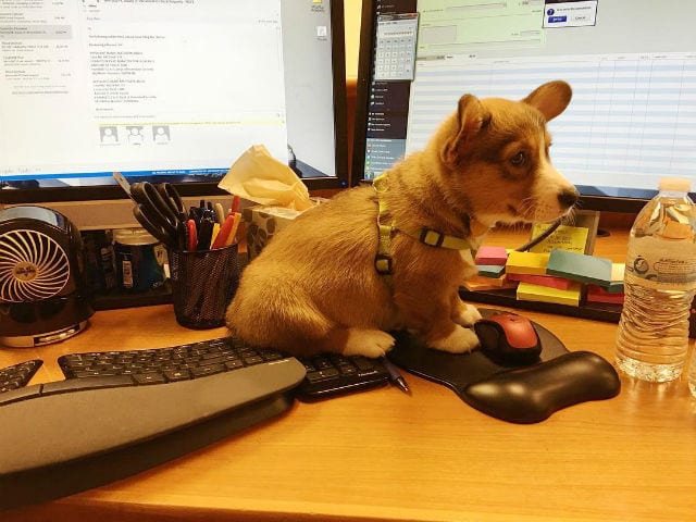 15 Dogs Getting Fired From Their Office Jobs - BarkPost