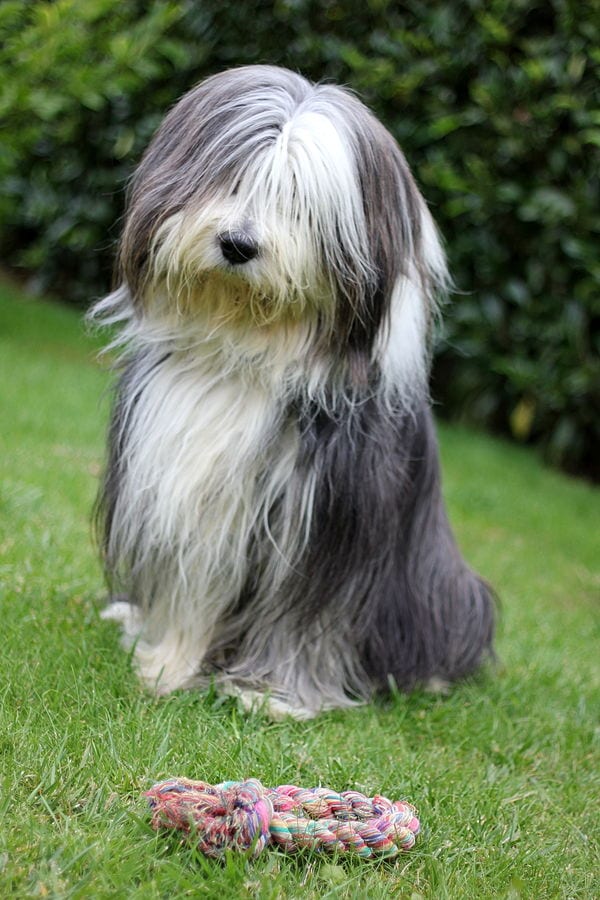 hairy dog breed name