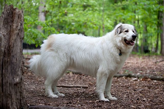 big white hairy dog breeds
