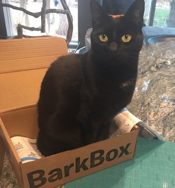 is there a barkbox for cats