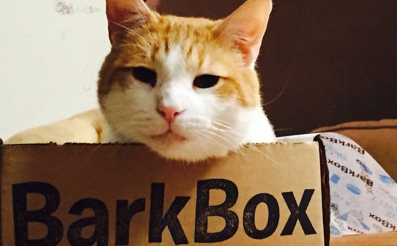 barkbox for cats