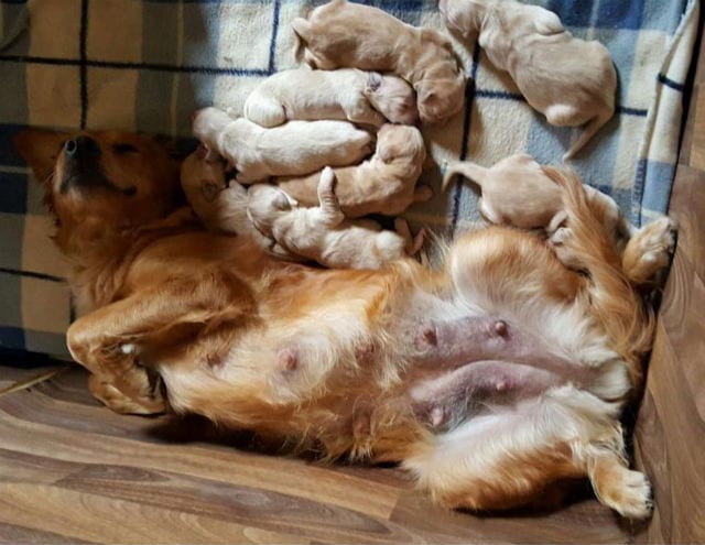 Mom Dog's Body After Birth 