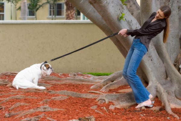 The Importance Of Being Earnest... About Using A Leash