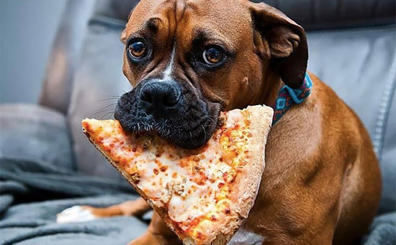 15 Dogs Who Fought The War On Pizza And Won BarkPost