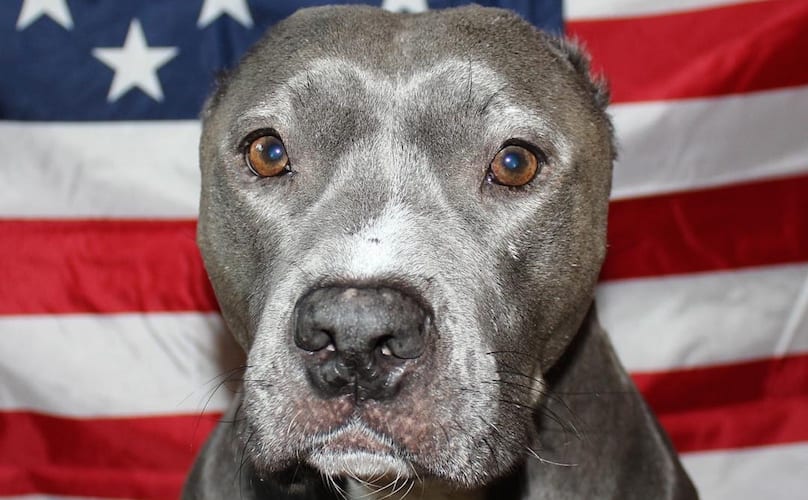 America's Dog: The History Of Pit Bulls