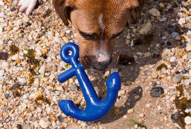 dog water toys