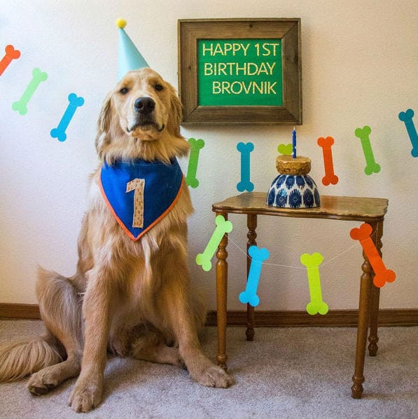 dog 1 year birthday