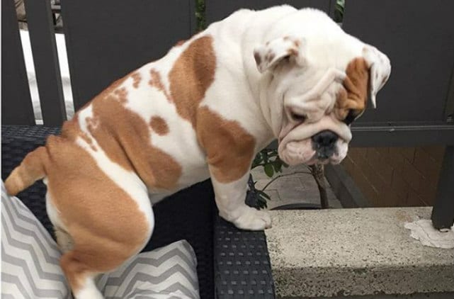 12 Dog Breeds That Are Hard AF To Potty Train BarkPost