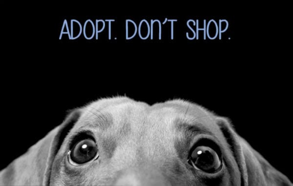 Adopt don't shop