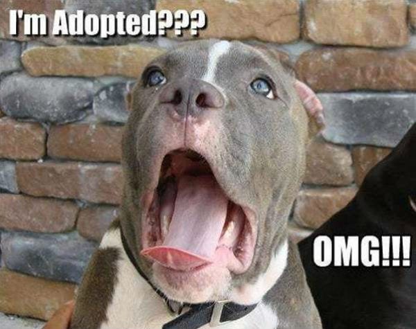 dog-humor-im-adopted