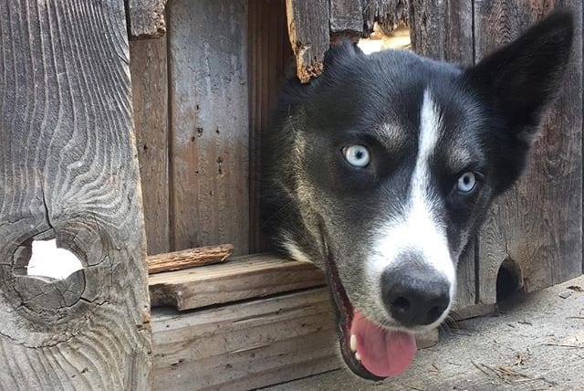 12 Dog Breeds With Houdini Like Escape Artist Skills Barkpost
