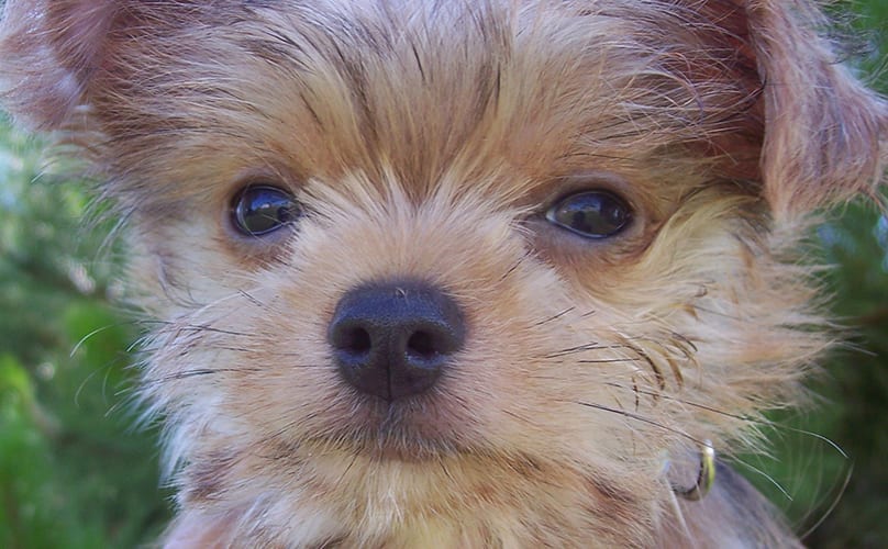 different types of yorkie mixes