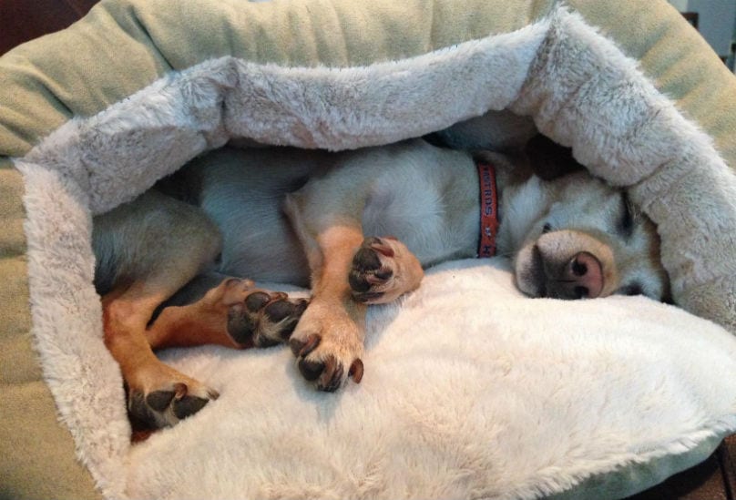 beds for dogs that like to burrow