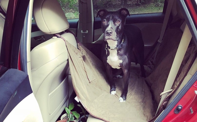 What Are The Best Car Seat Covers For Dogs Bark - How To Install Paws First Dog Car Seat Hammock