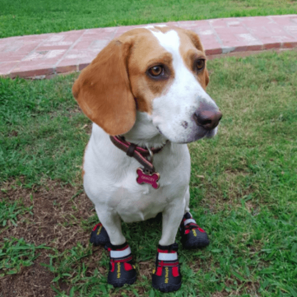 best dog shoes