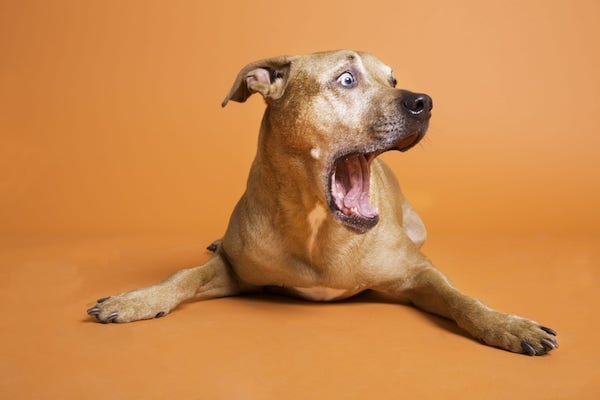 What Is Separation Anxiety In Dogs? BARK