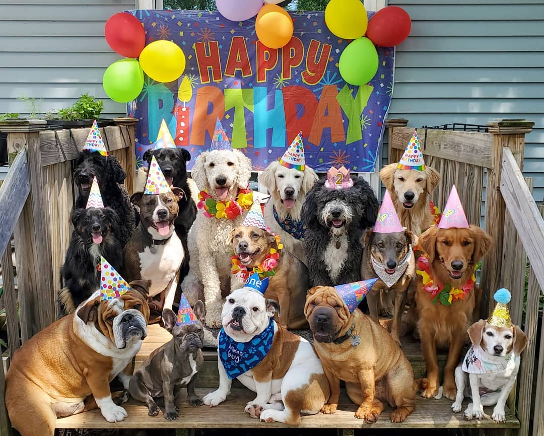 real puppy birthday party