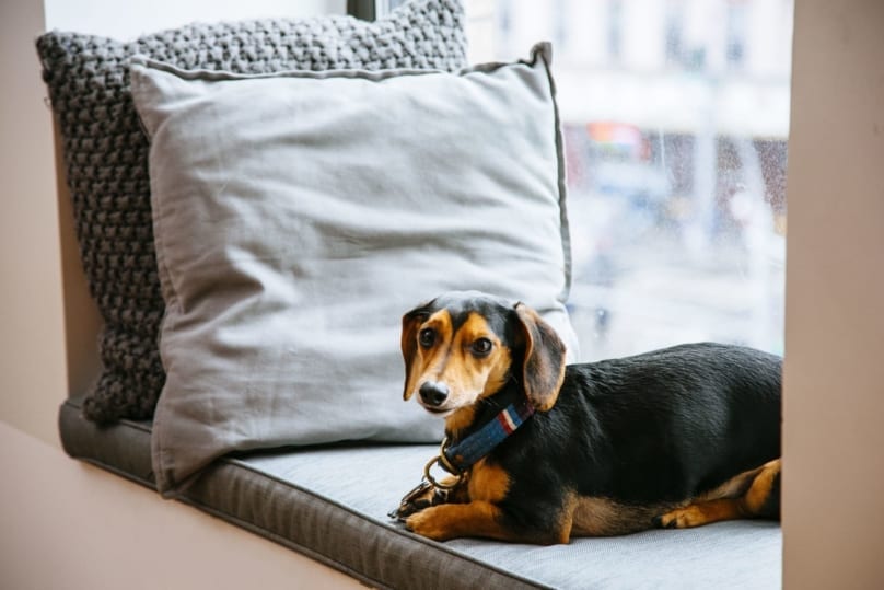 Budget Hotel Chains That Are Dog-Friendly
