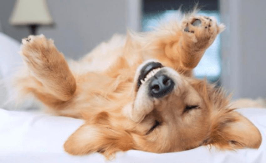 most snuggly dog breeds