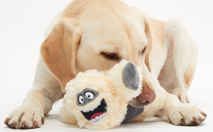 Where Do I Buy Dog Toys Online? | BARK