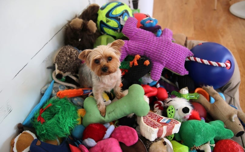 toys for yorkies