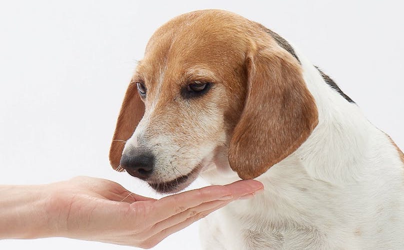 best dog toys for beagles
