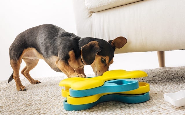 best dog toys for chihuahuas