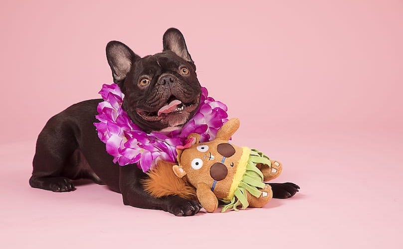best toys for french bulldogs