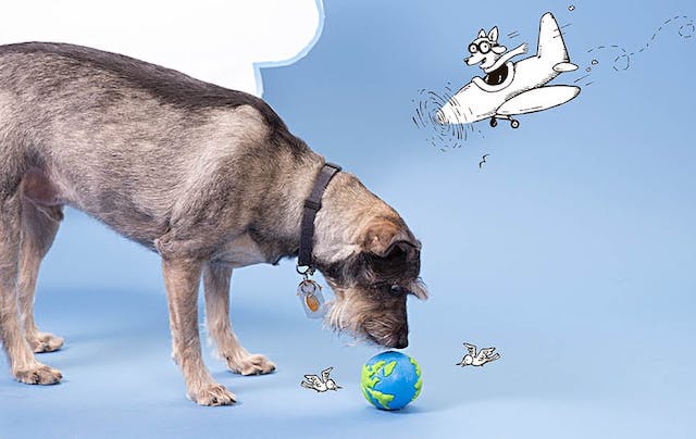 Terrier Dog with BarkBox Orbee Globe Fetch Ball