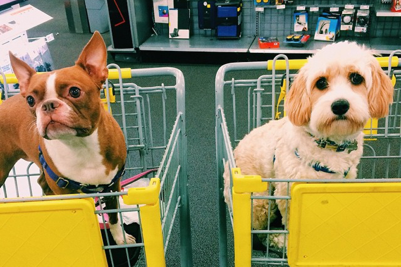 33 Dog Friendly Stores