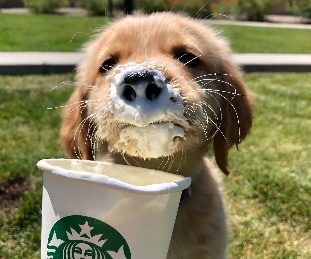 What Is A Starbucks Puppuccino? And Is 
