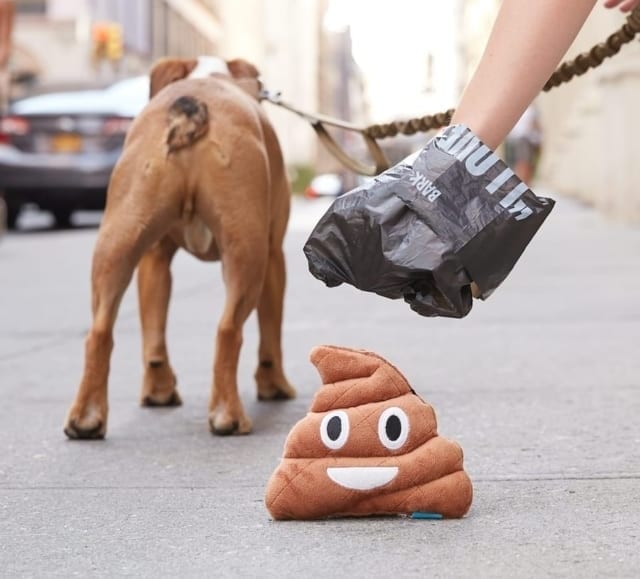 how do you keep your dog from eating poop