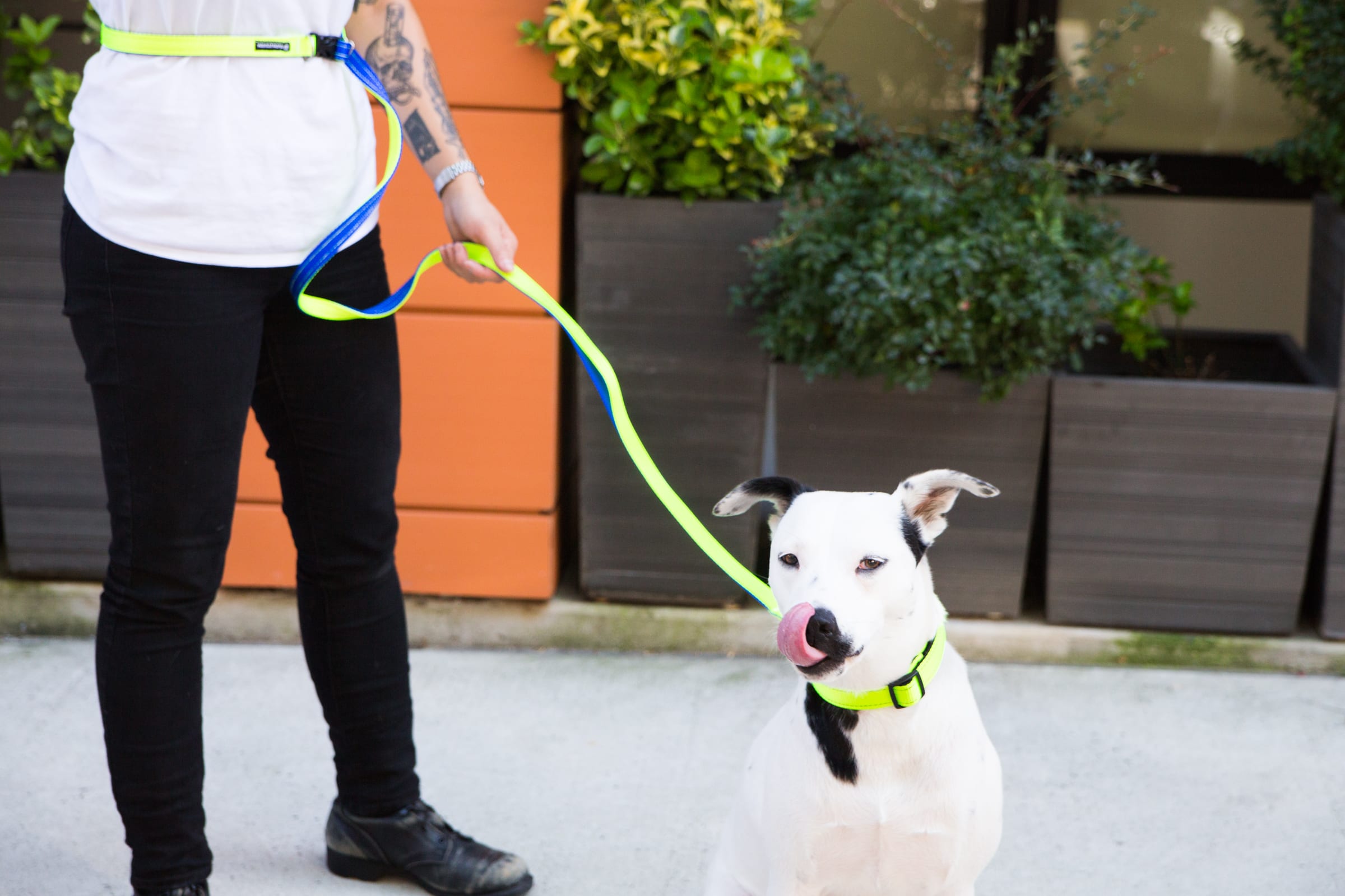 best collar and leash for puppy