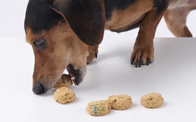 Best Treats For Dogs With No Teeth 