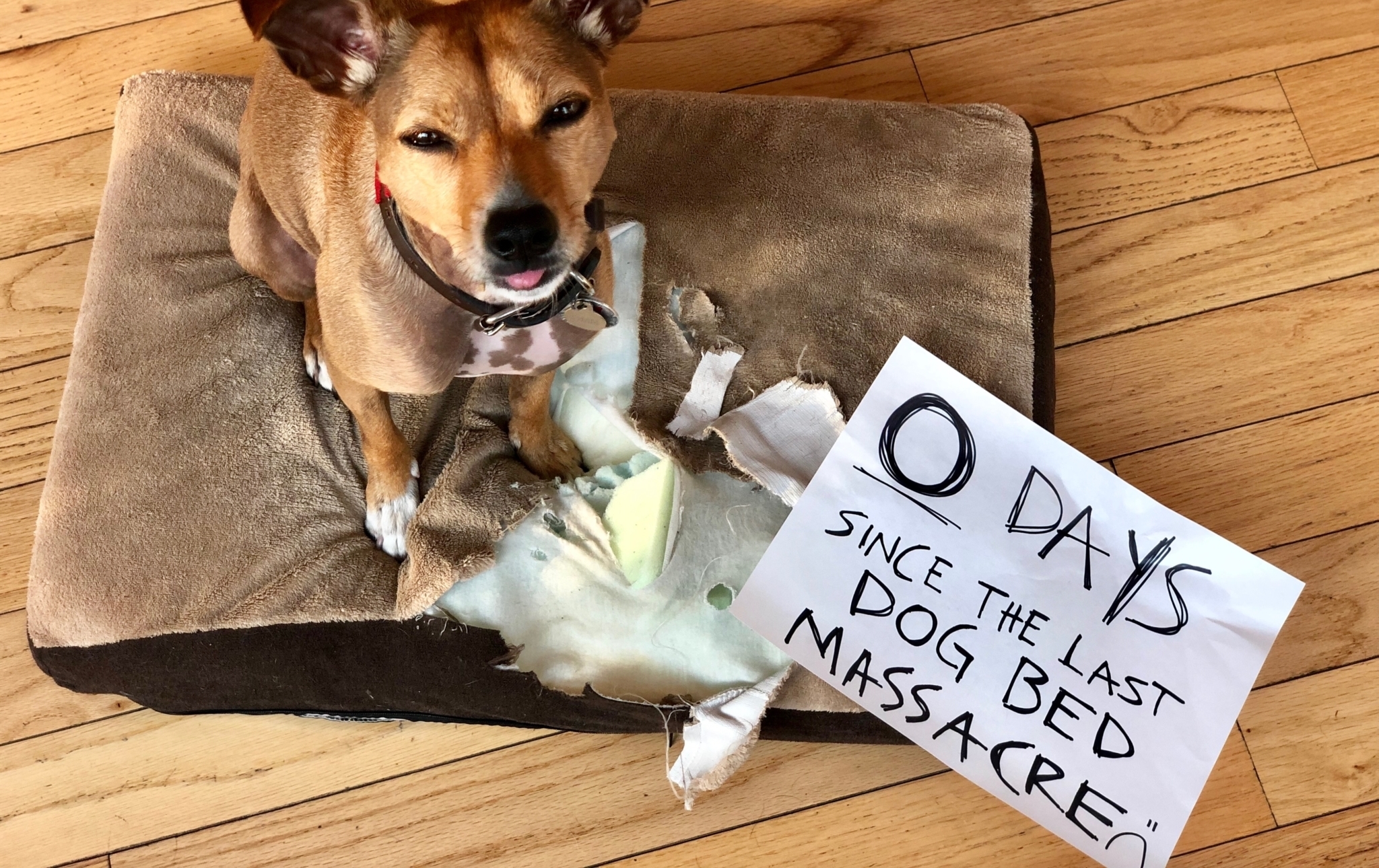 chew resistant dog blanket