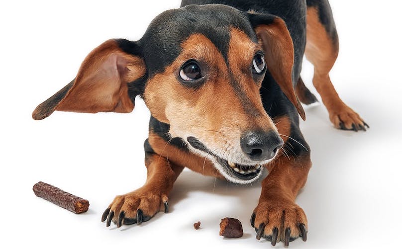 best dog treats for dachshunds